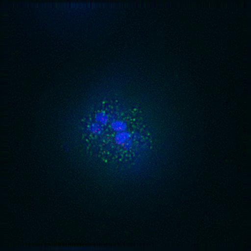  NCBI Organism:Gallus gallus gallus; Cell Types:memory B cell Cell Components:nuclear chromosome, spindle, chromosome, centromeric region; Biological process:mitosis