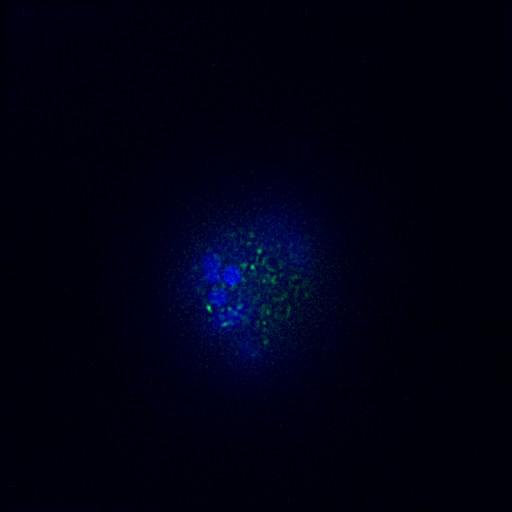  NCBI Organism:Gallus gallus gallus; Cell Types:memory B cell Cell Components:nuclear chromosome, spindle, chromosome, centromeric region; Biological process:mitosis