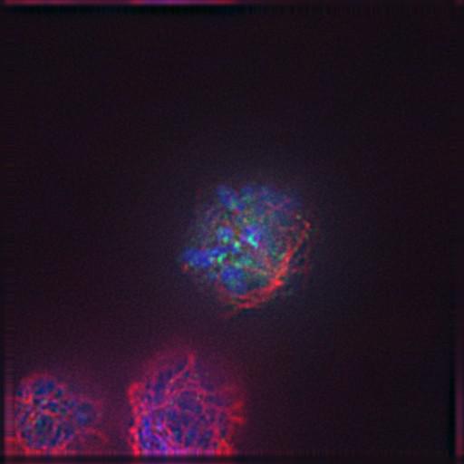  NCBI Organism:Gallus gallus gallus; Cell Types:memory B cell Cell Components:nuclear chromosome, spindle, chromosome, centromeric region; Biological process:mitosis