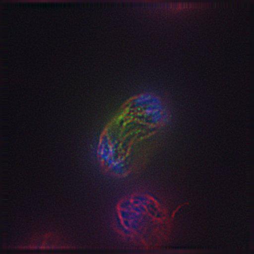  NCBI Organism:Gallus gallus gallus; Cell Types:memory B cell Cell Components:nuclear chromosome, spindle, chromosome, centromeric region; Biological process:mitosis