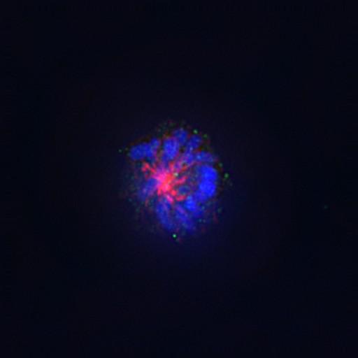  NCBI Organism:Gallus gallus gallus; Cell Types:memory B cell Cell Components:nuclear chromosome, spindle, chromosome, centromeric region; Biological process:mitosis