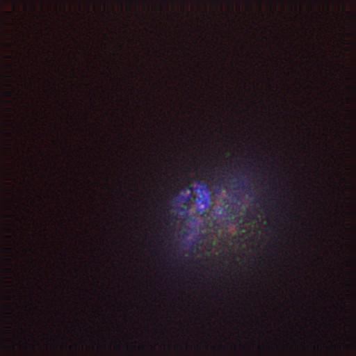  NCBI Organism:Gallus gallus gallus; Cell Types:memory B cell Cell Components:nuclear chromosome, spindle, chromosome, centromeric region; Biological process:mitosis