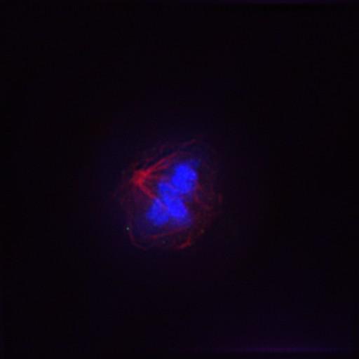  NCBI Organism:Gallus gallus gallus; Cell Types:memory B cell Cell Components:nuclear chromosome, spindle, chromosome, centromeric region; Biological process:mitosis