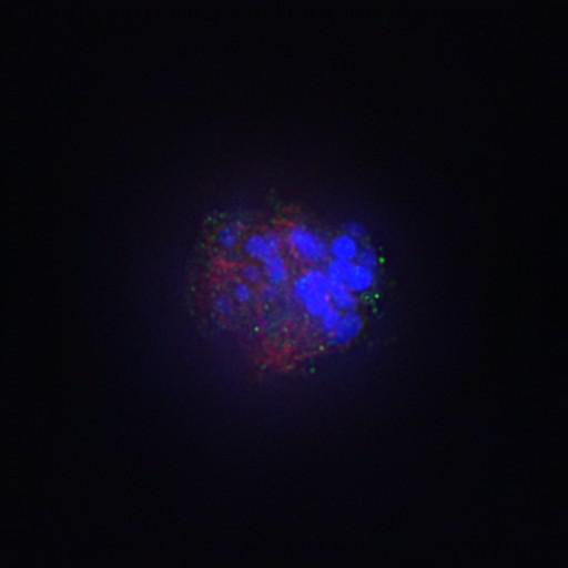  NCBI Organism:Gallus gallus gallus; Cell Types:memory B cell Cell Components:nuclear chromosome, spindle, chromosome, centromeric region; Biological process:mitosis