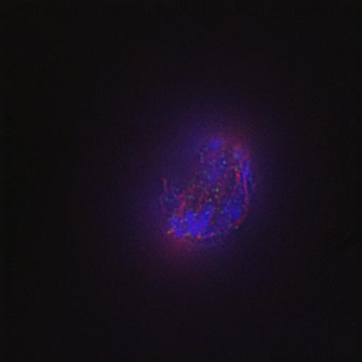  NCBI Organism:Gallus gallus gallus; Cell Types:memory B cell Cell Components:nuclear chromosome, spindle, chromosome, centromeric region; Biological process:mitosis