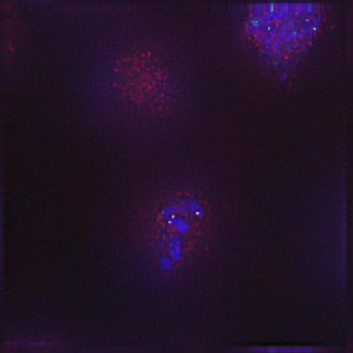  NCBI Organism:Gallus gallus gallus; Cell Types:memory B cell Cell Components:nuclear chromosome, spindle, chromosome, centromeric region; Biological process:mitosis