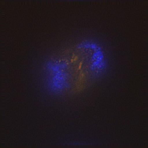  NCBI Organism:Gallus gallus gallus; Cell Types:memory B cell Cell Components:nuclear chromosome, spindle, chromosome, centromeric region; Biological process:mitosis