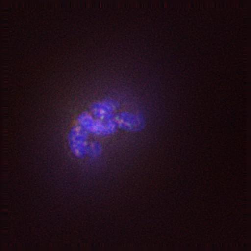  NCBI Organism:Gallus gallus gallus; Cell Types:memory B cell Cell Components:nuclear chromosome, spindle, chromosome, centromeric region; Biological process:mitosis