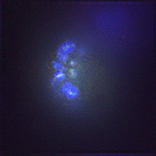  NCBI Organism:Gallus gallus gallus; Cell Types:memory B cell Cell Components:nuclear chromosome, spindle, chromosome, centromeric region; Biological process:mitosis