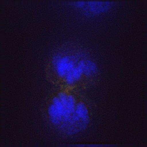  NCBI Organism:Gallus gallus gallus; Cell Types:memory B cell Cell Components:nuclear chromosome, spindle, chromosome, centromeric region; Biological process:mitosis