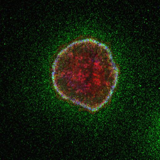  NCBI Organism:Homo sapiens; Cell Types:epithelial cell Cell Components:microtubule, cell cortex part; Biological process:cell-substrate adhesion, epithelial cell migration, establishment or maintenance of apical/basal cell polarity;