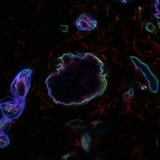  NCBI Organism:Mus musculus; Cell Types:epithelial cell Cell Components:microtubule, basal cortex, lateral plasma membrane, basement membrane; Biological process:cell-substrate adhesion, epithelial cell migration, establishment or maintenance of apical/basal cell polarity, cell division;