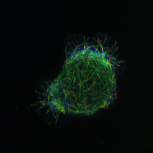  NCBI Organism:Homo sapiens; Cell Types:epithelial cell Cell Components:microtubule, cell cortex part; Biological process:cell-substrate adhesion, epithelial cell migration, establishment or maintenance of apical/basal cell polarity;