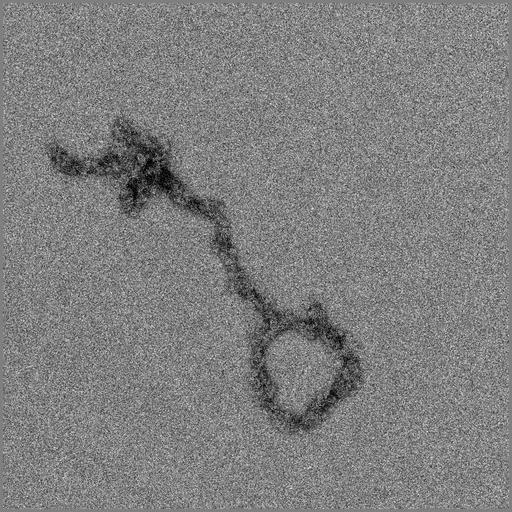  NCBI Organism:Gallus gallus gallus; Cell Types:erythrocyte Cell Components:chromosome, telomeric region Biological process:chromatin assembly, chromosome organization;