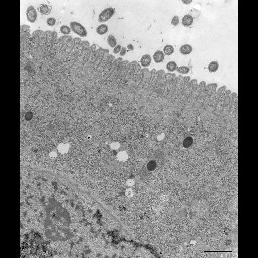  NCBI Organism:Didinium nasutum; Cell Types:cell by organism, eukaryotic cell, , ; Cell Components:cell cortex, cortical microtubule cytoskeleton, , ; Biological process:cortical cytoskeleton organization, cortical microtubule organization, plasma membrane organization, ;