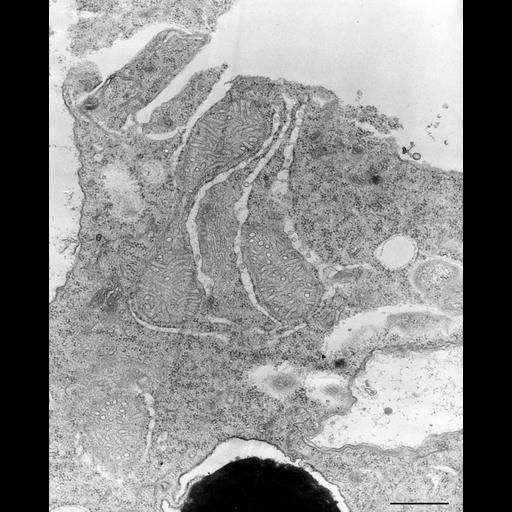  NCBI Organism:Nassula; Cell Types:cell by organism, eukaryotic cell, , ; Cell Components:cytoplasm, mitochondrion, Golgi apparatus, endoplasmic reticulum; Biological process:cytoplasm organization