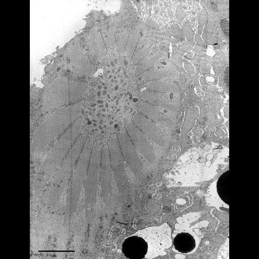  NCBI Organism:Nassula; Cell Types:cell by organism, eukaryotic cell, , ; Cell Components:oral apparatus, microtubule associated complex, symbiont-containing vacuole; Biological process:oral apparatus organization, microtubule bundle formation, ;