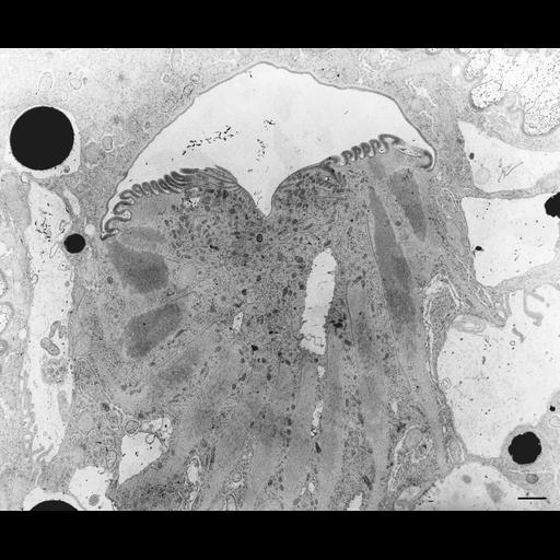  NCBI Organism:Nassula; Cell Types:cell by organism, eukaryotic cell, , ; Cell Components:oral apparatus Biological process:oral apparatus organization