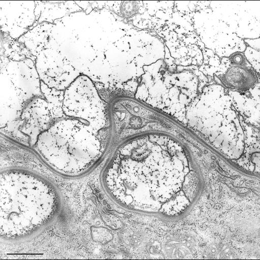  NCBI Organism:Nassula; Cell Types:cell by organism, eukaryotic cell, , ; Cell Components:cell cortex, clathrin coat; Biological process:cortical cytoskeleton organization, clathrin coat assembly;