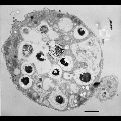  NCBI Organism:Halteria grandinella; Cell Types:cell by organism, eukaryotic cell, , ; Cell Components:oral apparatus, food vacuole; Biological process:oral apparatus organization, response to food, regulation of response to food;