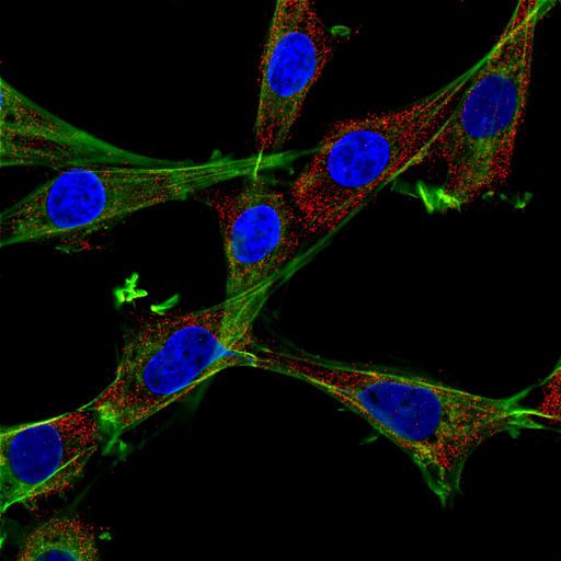  NCBI Organism:Mus musculus; Cell Types:fibroblast Cell Components:actin cytoskeleton, nucleus, ;