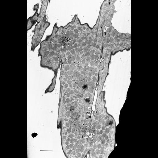  NCBI Organism:Euplotes sp.; Cell Types:cell by organism, eukaryotic cell, , ; Cell Components:cilium, mitochondrion, ; Biological process:auditory receptor cell stereocilium organization, cytoplasm organization, ;