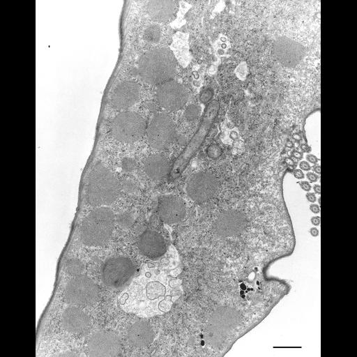  NCBI Organism:Euplotes sp.; Cell Types:cell by organism, eukaryotic cell, , ; Cell Components:cytoplasm, symbiont-containing vacuole, ; Biological process:cytoplasm organization, detection of symbiont, ;