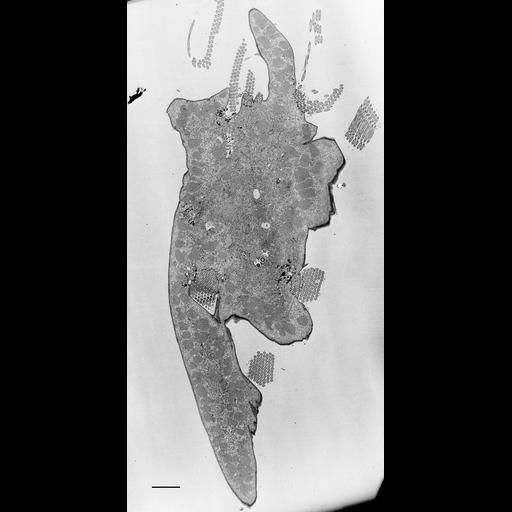  NCBI Organism:Euplotes sp.; Cell Types:cell by organism, eukaryotic cell, , ; Cell Components:cilium, cytoplasm, oral apparatus; Biological process:ciliary or flagellar motility, oral apparatus organization, ;