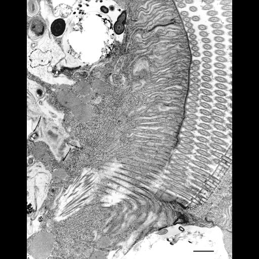  NCBI Organism:Euplotes sp.; Cell Types:cell by organism, eukaryotic cell, , ; Cell Components:oral apparatus, , microtubule associated complex, microfibril; Biological process:oral apparatus organization, , cortical cytoskeleton organization;