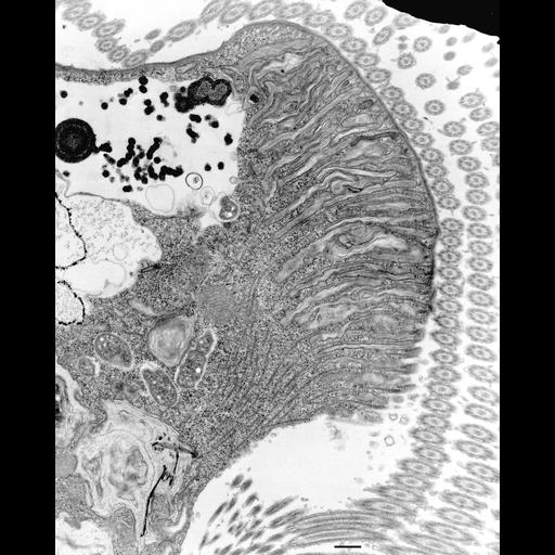  NCBI Organism:Euplotes sp.; Cell Types:cell by organism, eukaryotic cell, , ; Cell Components:oral apparatus, cortical cytoskeleton; Biological process:oral apparatus organization, cortical cytoskeleton organization, cytoplasm organization;