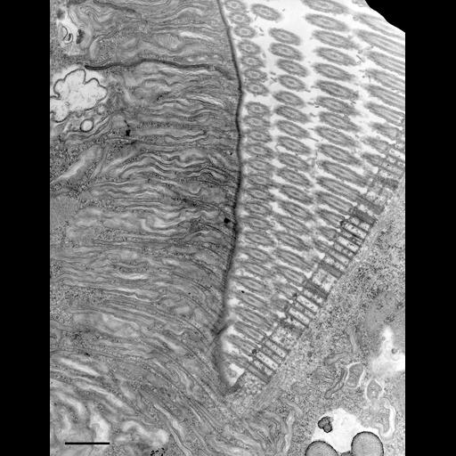  NCBI Organism:Euplotes sp.; Cell Types:cell by organism, eukaryotic cell, , ; Cell Components:oral apparatus, cortical cytoskeleton; Biological process:oral apparatus organization, cortical cytoskeleton organization, cytoplasm organization;