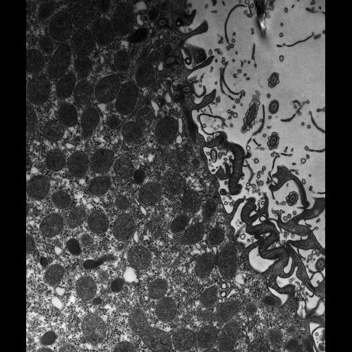  NCBI Organism:Paramecium multimicronucleatum; Cell Types:cell by organism, eukaryotic cell, , ; Cell Components:cytoproct, cell cortex; Biological process:defecation, cortical cytoskeleton organization;