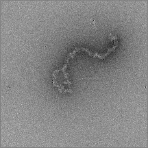  NCBI Organism:Gallus gallus gallus; Cell Types:erythrocyte Cell Components:chromosome, telomeric region Biological process:chromatin assembly