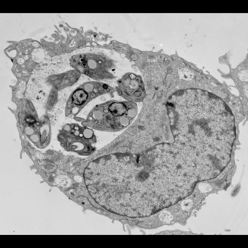  NCBI Organism:Leishmania mexicana, Mus musculus, ; Cell Types:, macrophage; Biological process:, ;