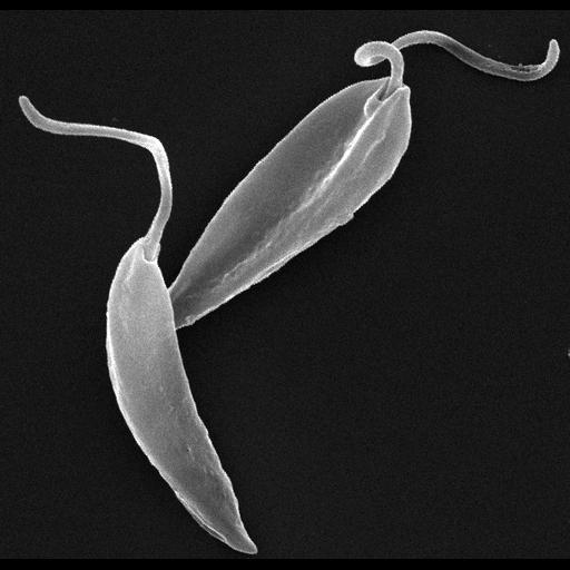  NCBI Organism:Leishmania mexicana;