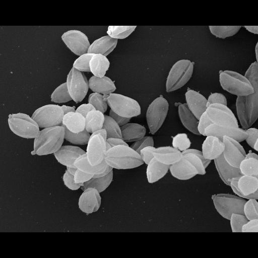  NCBI Organism:Leishmania mexicana;