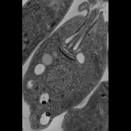  NCBI Organism:Leishmania mexicana;