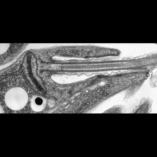  NCBI Organism:Leishmania mexicana; Cell Components:kinetoplast, flagellar pocket, , , mitochondrial outer membrane, ;