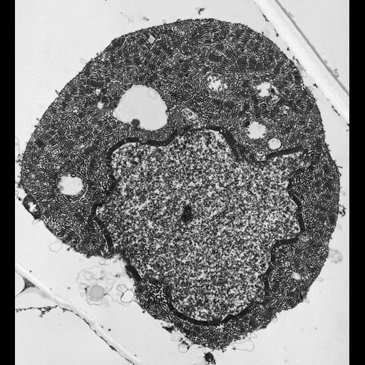  NCBI Organism:Maize mosaic virus, Zea mays, ; Cell Types:plant cell, epidermal cell; Cell Components:host cell nuclear membrane, virion, host cell cytoplasmic vesicle; Biological process:viral reproduction