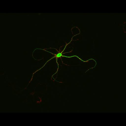  NCBI Organism:Rattus; Cell Types:multipolar neuron Cell Components:synapse, microtubule cytoskeleton, dendrite; Biological process:dendrite development, establishment of cell polarity, synaptic transmission, central nervous system neuron development;