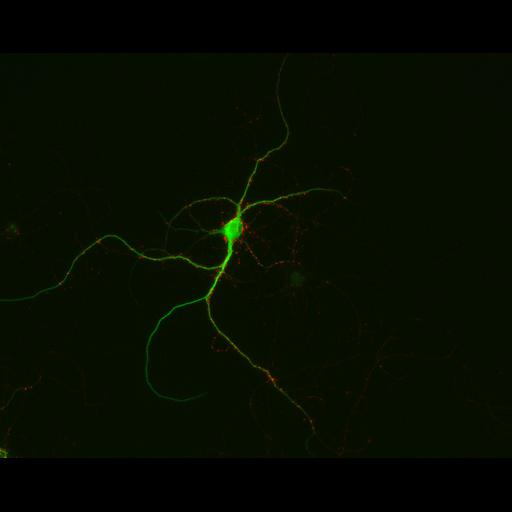  NCBI Organism:Rattus; Cell Types:multipolar neuron Cell Components:synapse, microtubule cytoskeleton, dendrite; Biological process:dendrite development, establishment of cell polarity, synaptic transmission, central nervous system neuron development;