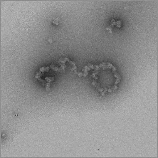  NCBI Organism:Gallus gallus gallus; Cell Types:erythrocyte Cell Components:chromosome, telomeric region Biological process:chromatin assembly