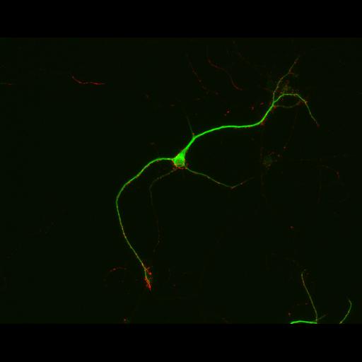  NCBI Organism:Rattus; Cell Types:multipolar neuron Cell Components:synapse, microtubule cytoskeleton, dendrite; Biological process:dendrite development, establishment of cell polarity, synaptic transmission, central nervous system neuron development;