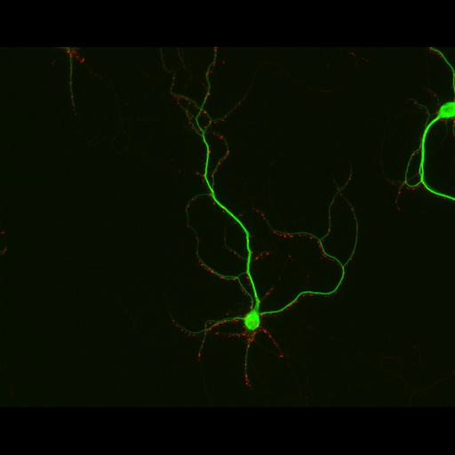  NCBI Organism:Rattus; Cell Types:multipolar neuron Cell Components:synapse, microtubule cytoskeleton, dendrite; Biological process:dendrite development, establishment of cell polarity, synaptic transmission, central nervous system neuron development;