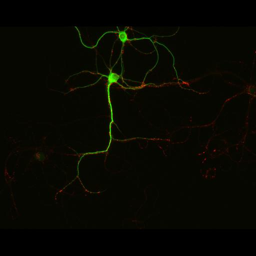  NCBI Organism:Rattus; Cell Types:multipolar neuron Cell Components:synapse, microtubule cytoskeleton, dendrite; Biological process:dendrite development, establishment of cell polarity, synaptic transmission, central nervous system neuron development;