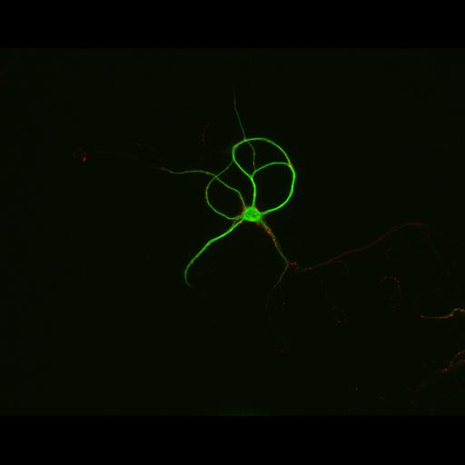  NCBI Organism:Rattus; Cell Types:multipolar neuron Cell Components:synapse, microtubule cytoskeleton, dendrite; Biological process:dendrite development, establishment of cell polarity, synaptic transmission, central nervous system neuron development;