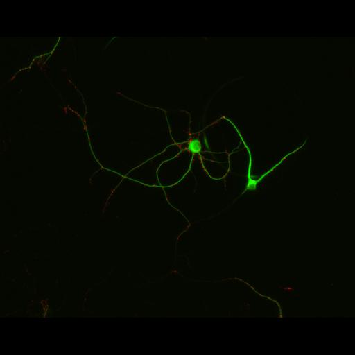  NCBI Organism:Rattus; Cell Types:multipolar neuron Cell Components:synapse, microtubule cytoskeleton, dendrite; Biological process:dendrite development, establishment of cell polarity, synaptic transmission, central nervous system neuron development;