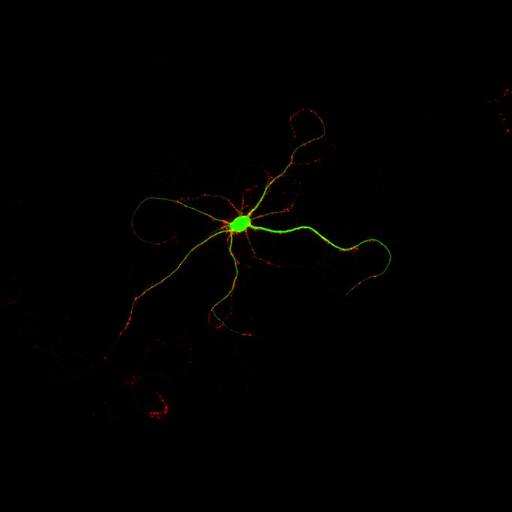  NCBI Organism:Rattus; Cell Types:multipolar neuron Cell Components:synapse, microtubule cytoskeleton, dendrite; Biological process:dendrite development, establishment of cell polarity, synaptic transmission, central nervous system neuron development;