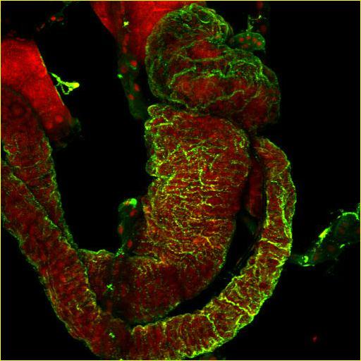  NCBI Organism:Spiroplasma kunkelii, Dalbulus maidis, ; Cell Types:prokaryotic cell Cell Components:nucleus Biological process:pathogenesis