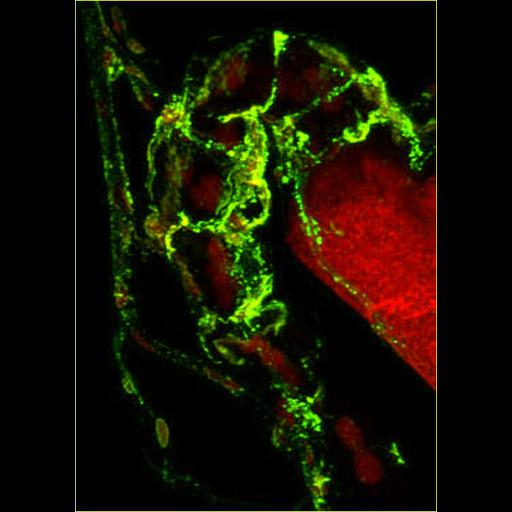  NCBI Organism:Spiroplasma kunkelii, Dalbulus maidis, ; Cell Types:epithelial cell, prokaryotic cell; Cell Components:nucleus Biological process:pathogenesis